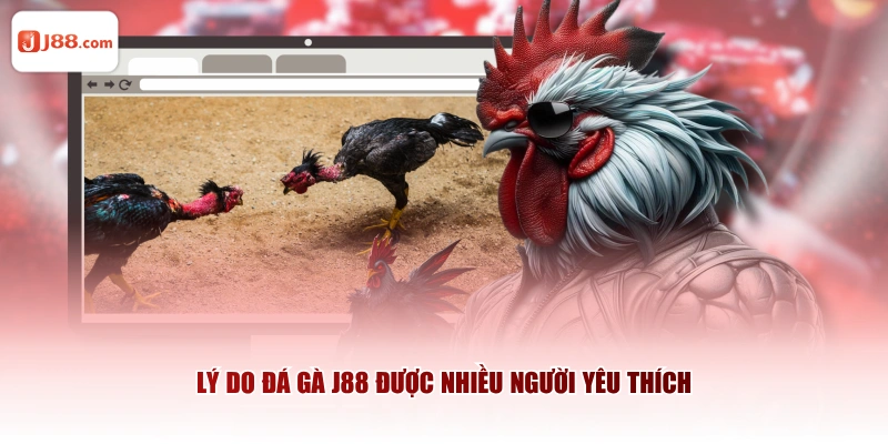Lý do Đá Gà J88 được nhiều người yêu thích